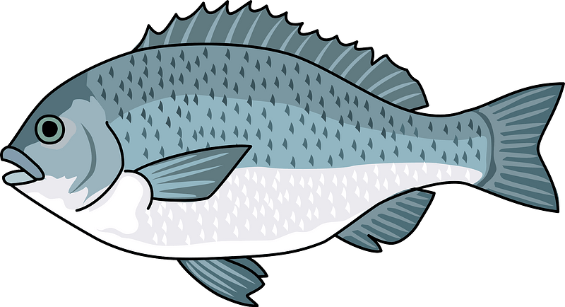 Illustration of a blue-gray fish with white belly, spiny dorsal fin, and diamond-patterned scales.