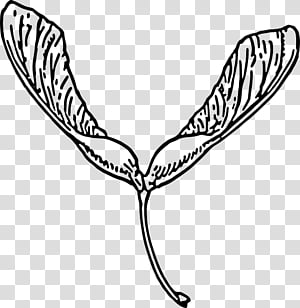 Black-and-white line drawing of a maple seed (samara) with two winged lobes and a slender stalk.