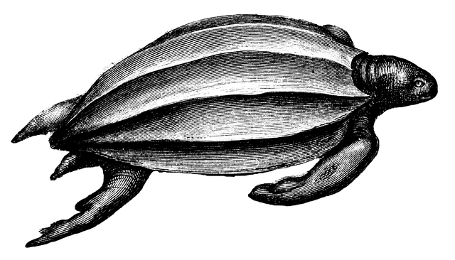 Leatherback Sea Turtle Illustration - Historical Engraving & Biological Detail