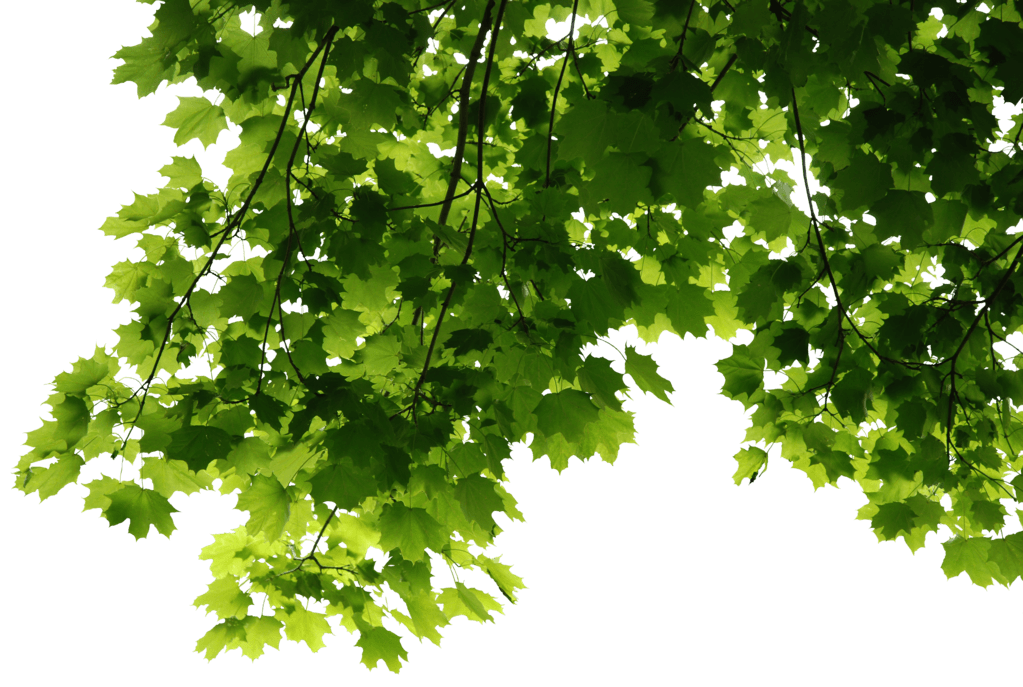 Vibrant green maple leaves backlit against a black background, showing delicate veins and serrated edges.