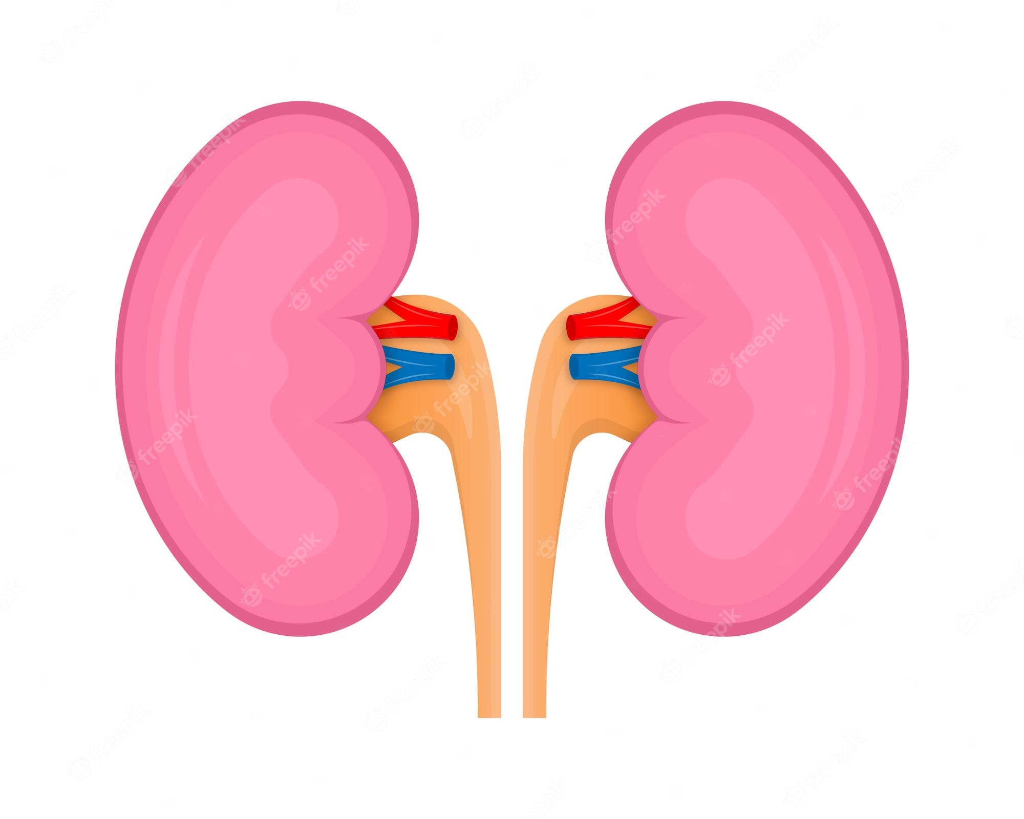 Right Kidneys - Clip Art Library