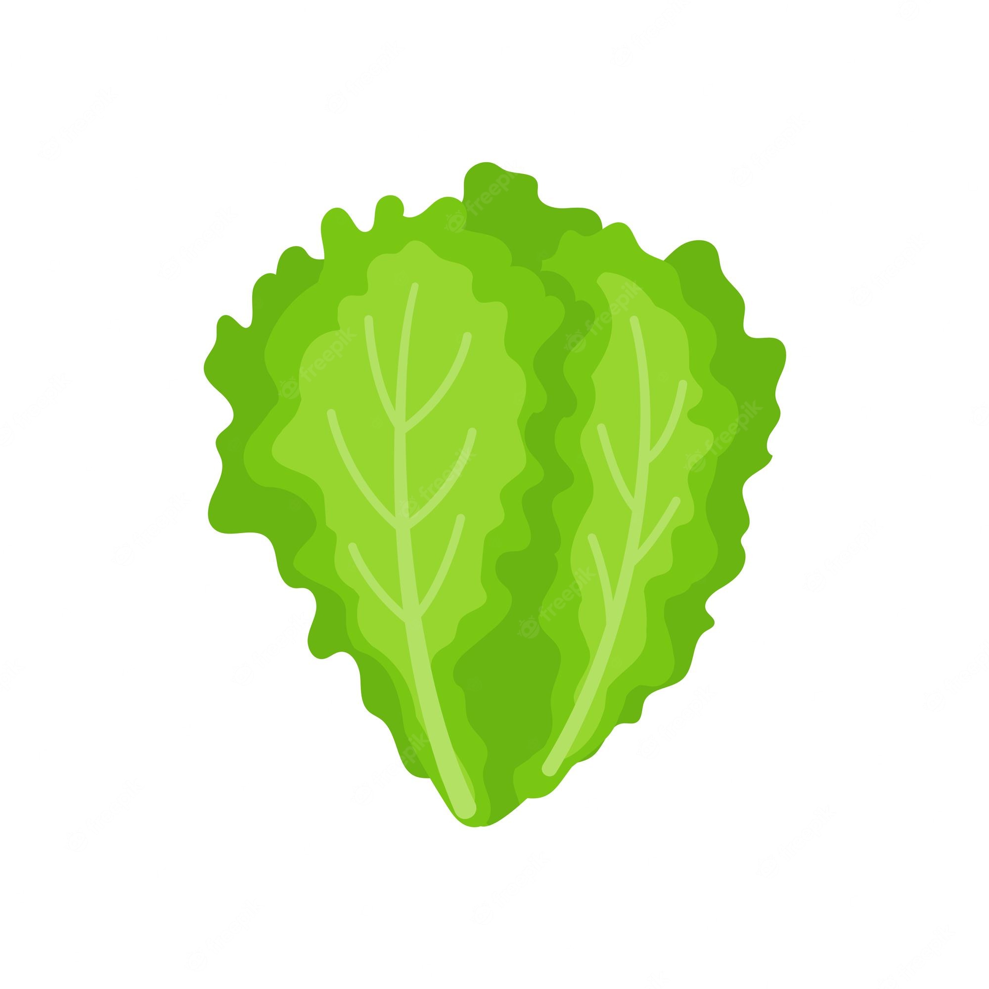 lettuces - Clip Art Library