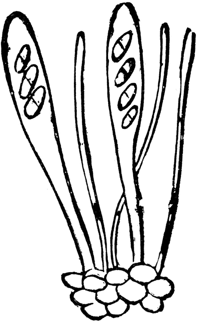 Black-and-white line drawing of a plant with elongated seed pods and clustered basal bulbs, likely Allium species.