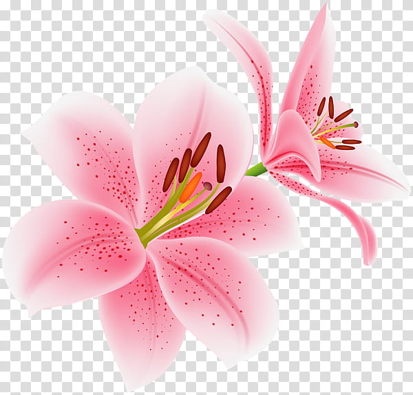 009, pink stargazer lily flower, png | PNGEgg - Clip Art Library