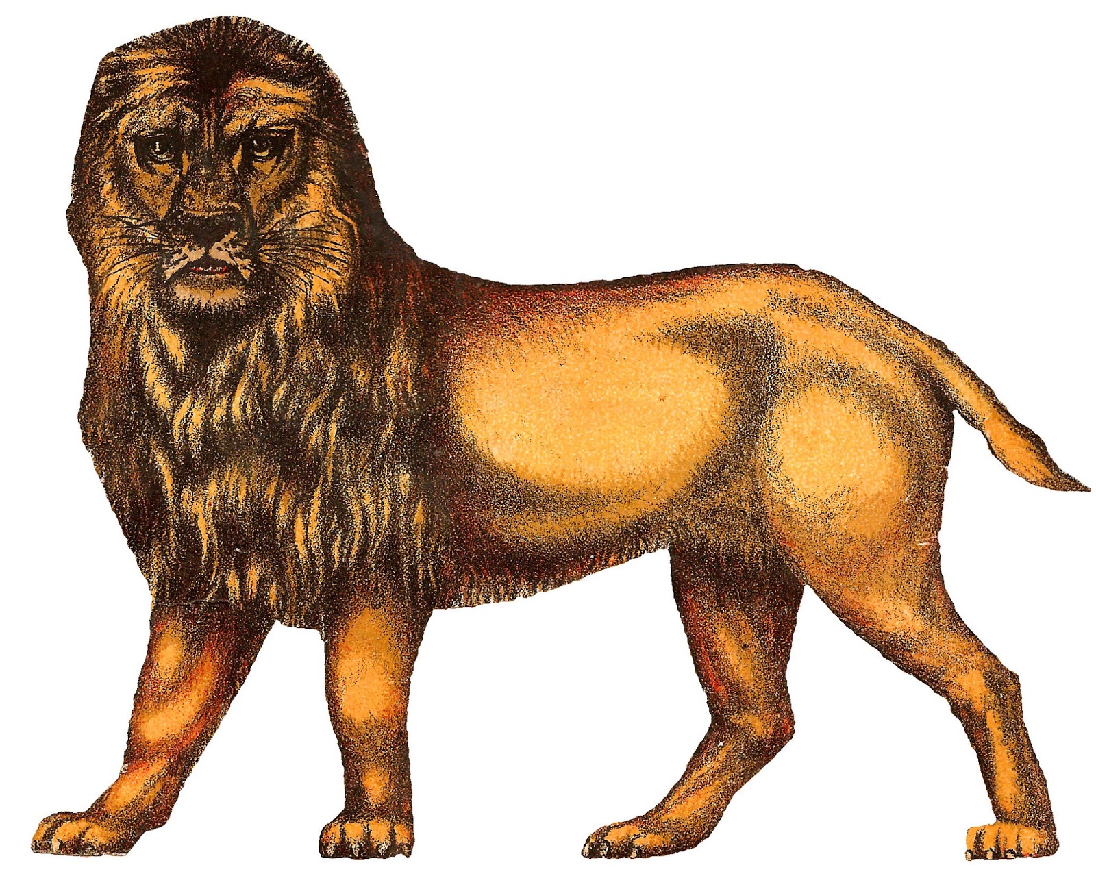 Vintage illustration of a majestic male lion standing in profile, with full mane and intense gaze.