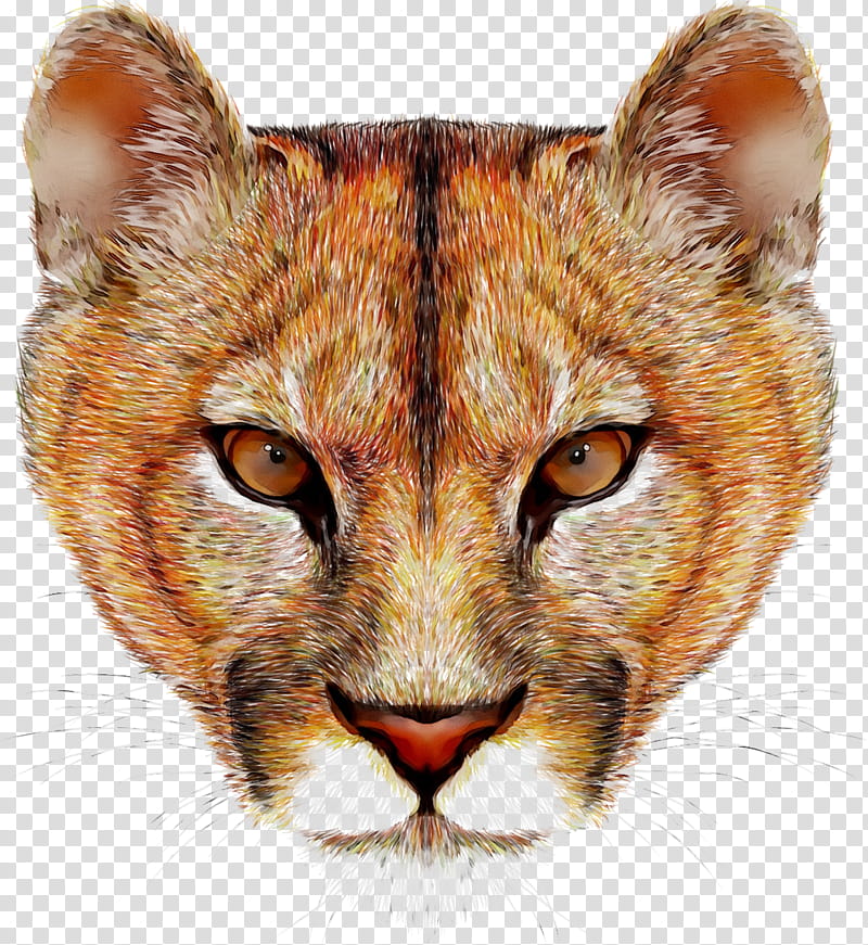 Digital illustration of a young cougar’s face with intense amber eyes and detailed fur texture on transparent background.