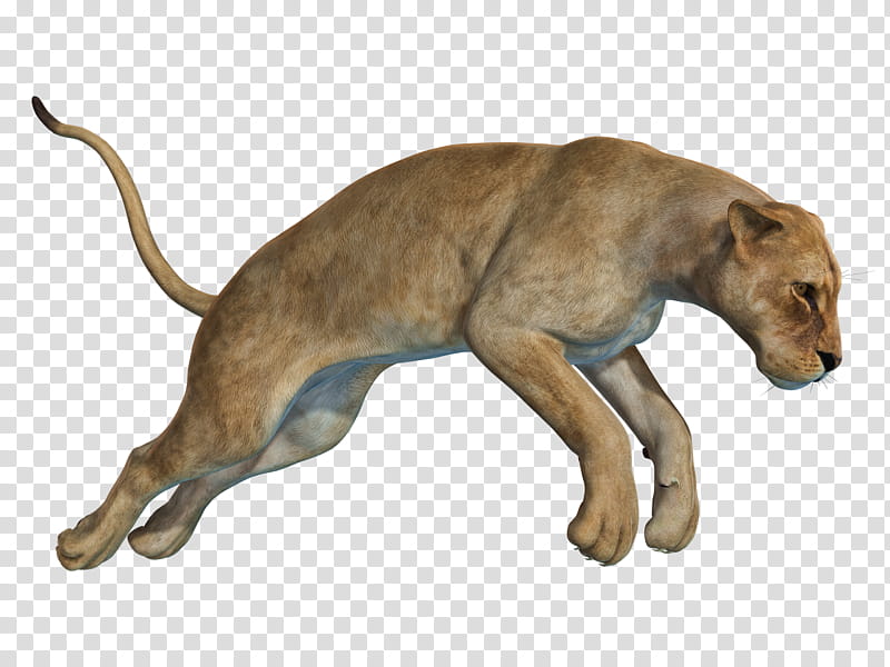 A realistic 3D-rendered lioness in mid-leap, muscles tensed, tail curved, against transparent background.