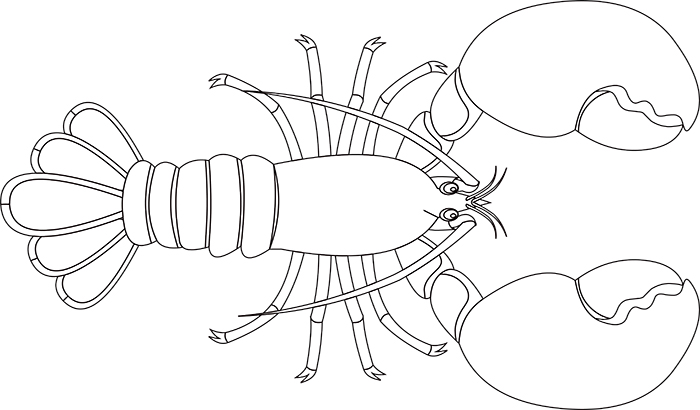 Line drawing of a lobster showing segmented body, claws, antennae, and fan-like tail.