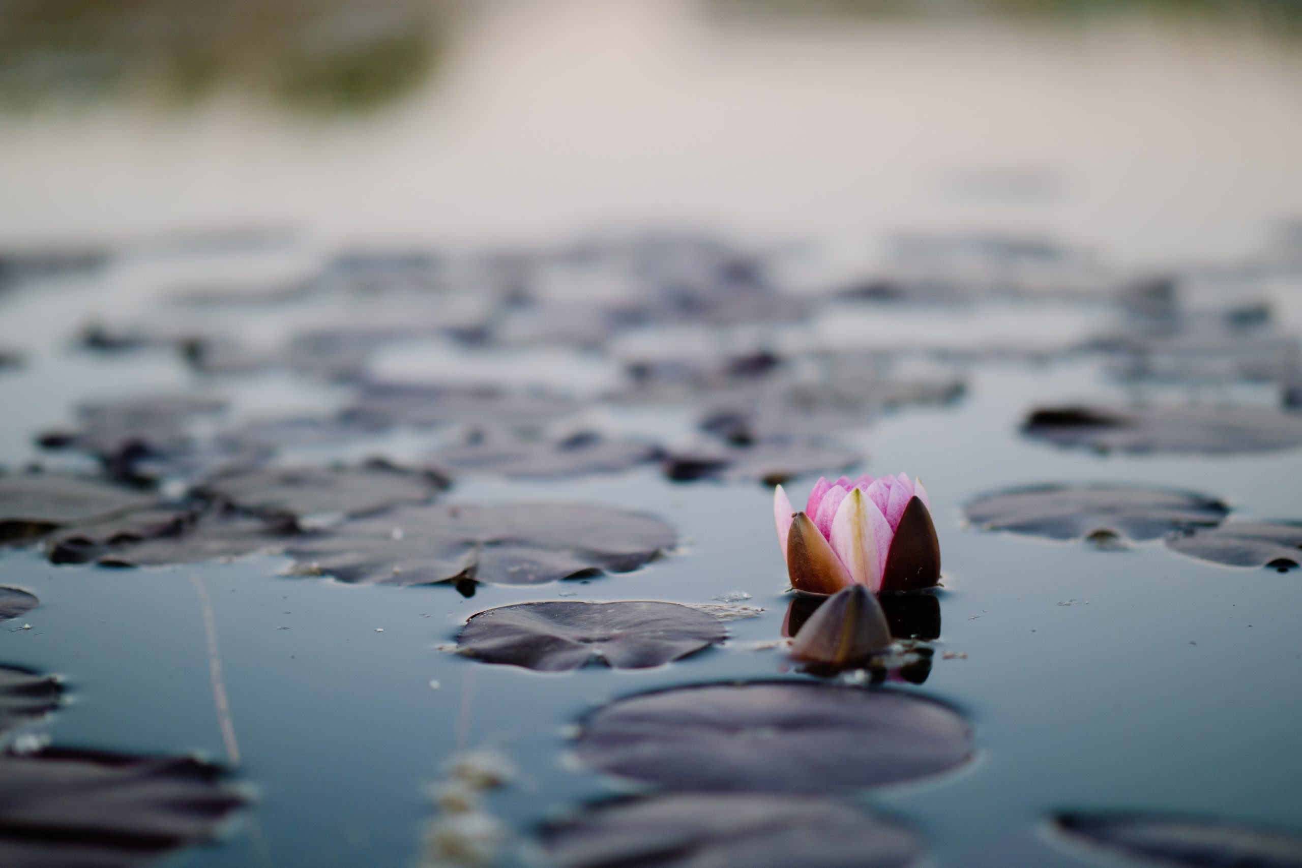 A delicate pink water lily bud emerging among dark lily pads on calm water, with soft background blur.