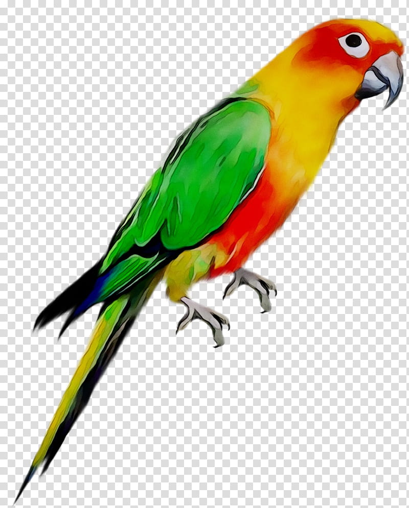 Sun Conure Parrot - Colorful Pet Bird Species Guide