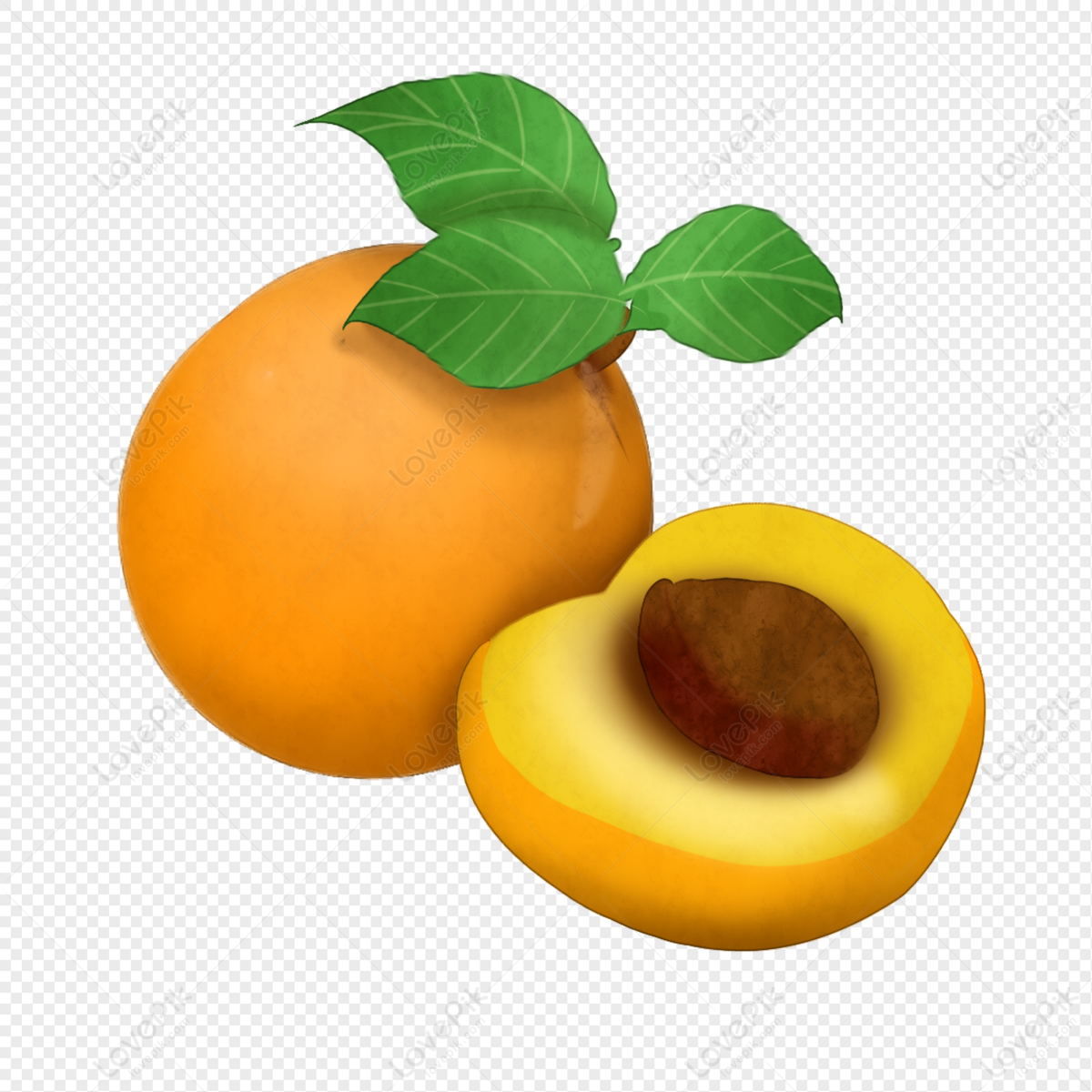 apricotss - Clip Art Library