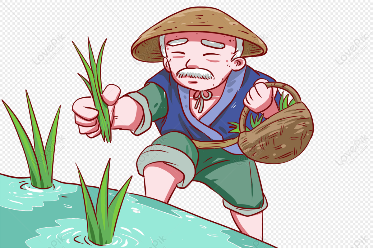 Elderly farmer in straw hat planting rice seedlings in a paddy field, holding a woven basket.