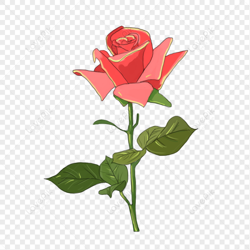 Fire Rose Stock Illustration - Download Image Now - Fire - Natural ...