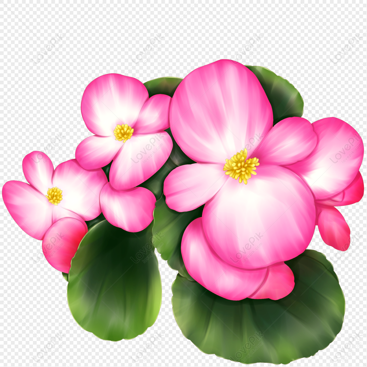 Vibrant pink begonia flowers with yellow centers and glossy green leaves on transparent background.