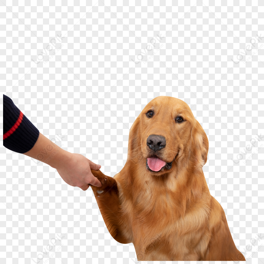 dog shaking paw clip art