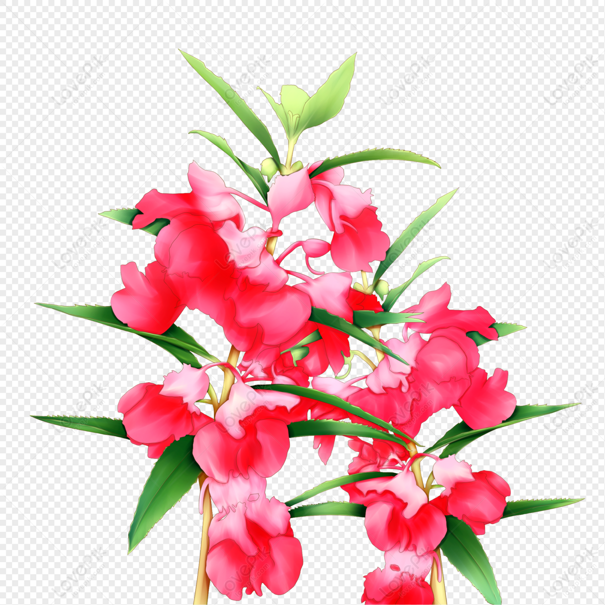 Vibrant pink impatiens flowers with lush green leaves on transparent background.