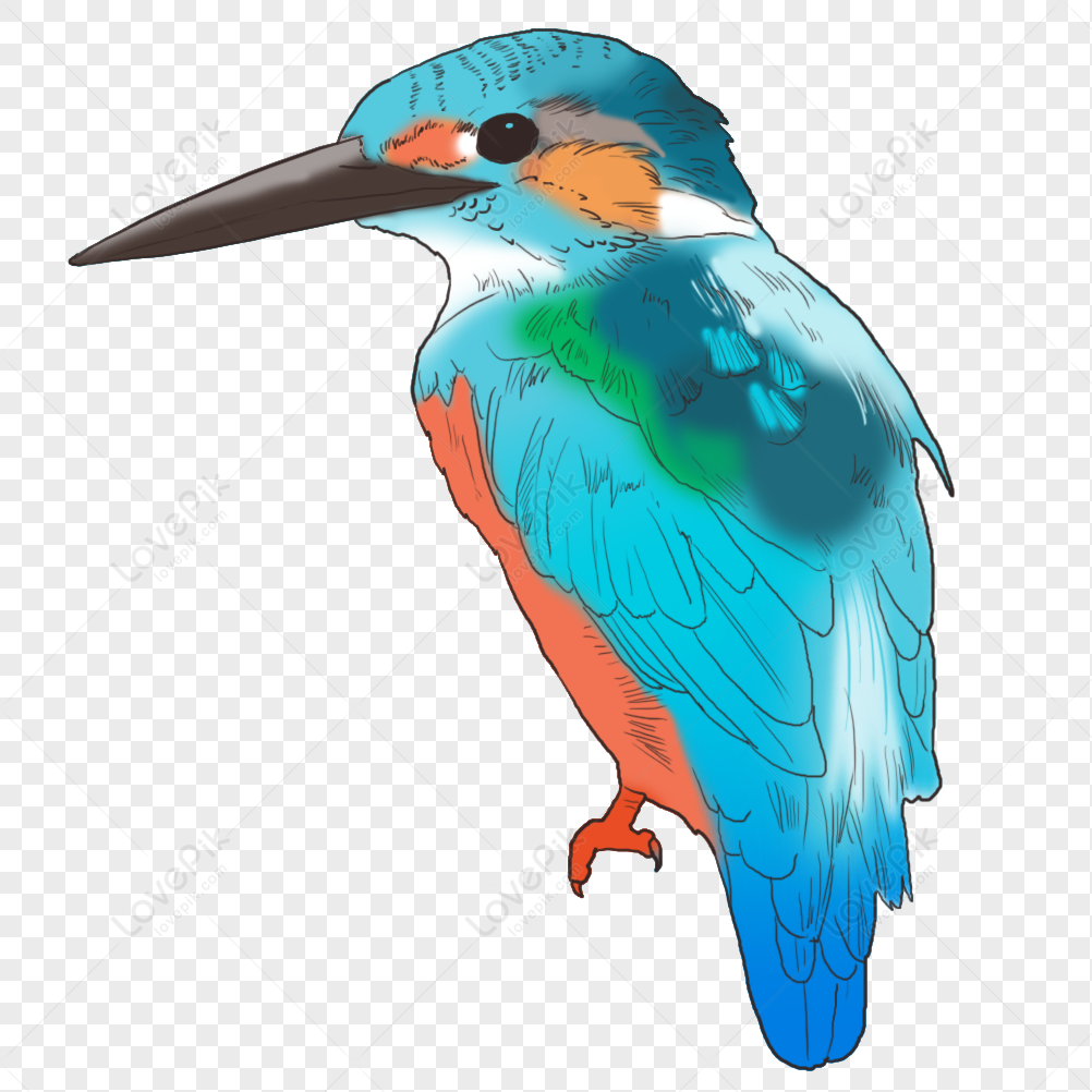 Illustrated common kingfisher with vibrant blue plumage, orange breast, and long black beak on transparent background.