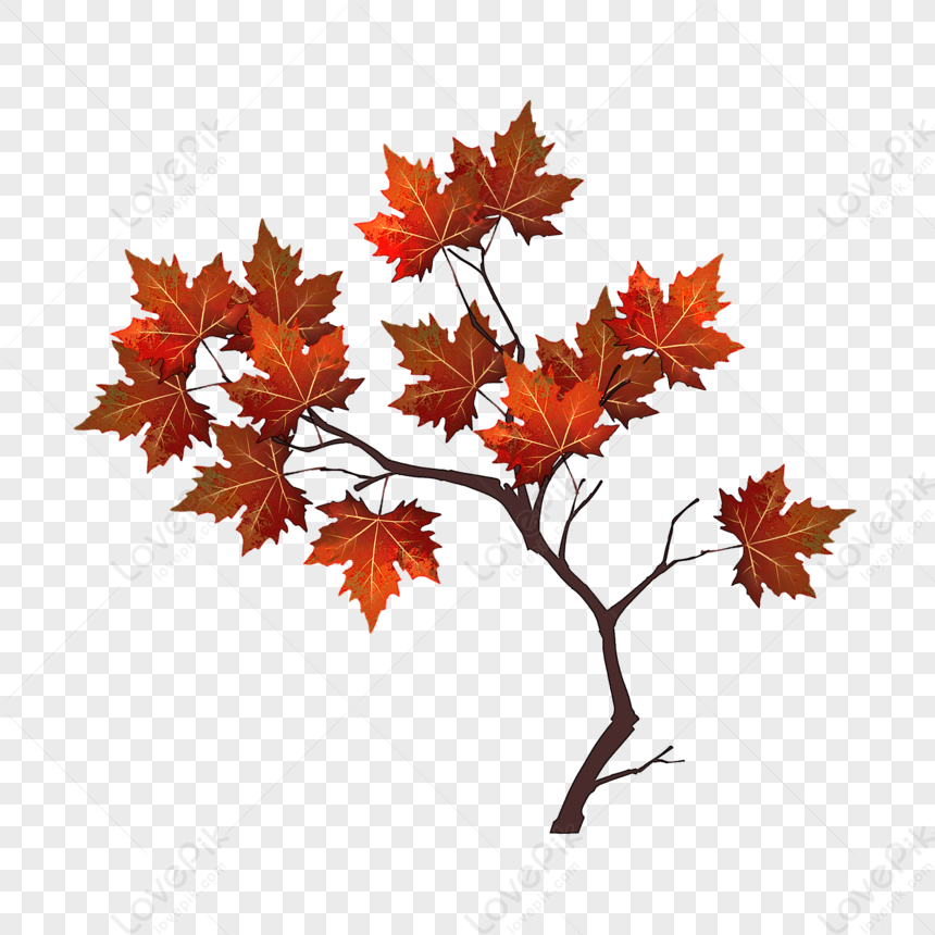 Autumn maple branch with vibrant red-orange leaves on transparent background