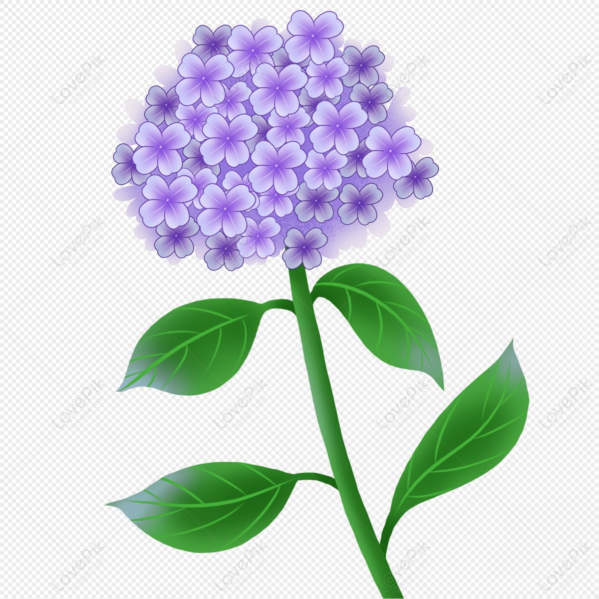 A vibrant purple hydrangea flower with lush green leaves on a transparent background.
