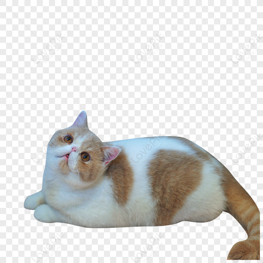 Fluffy white-and-ginger cat lying down, head tilted upward with curious expression and pink nose.