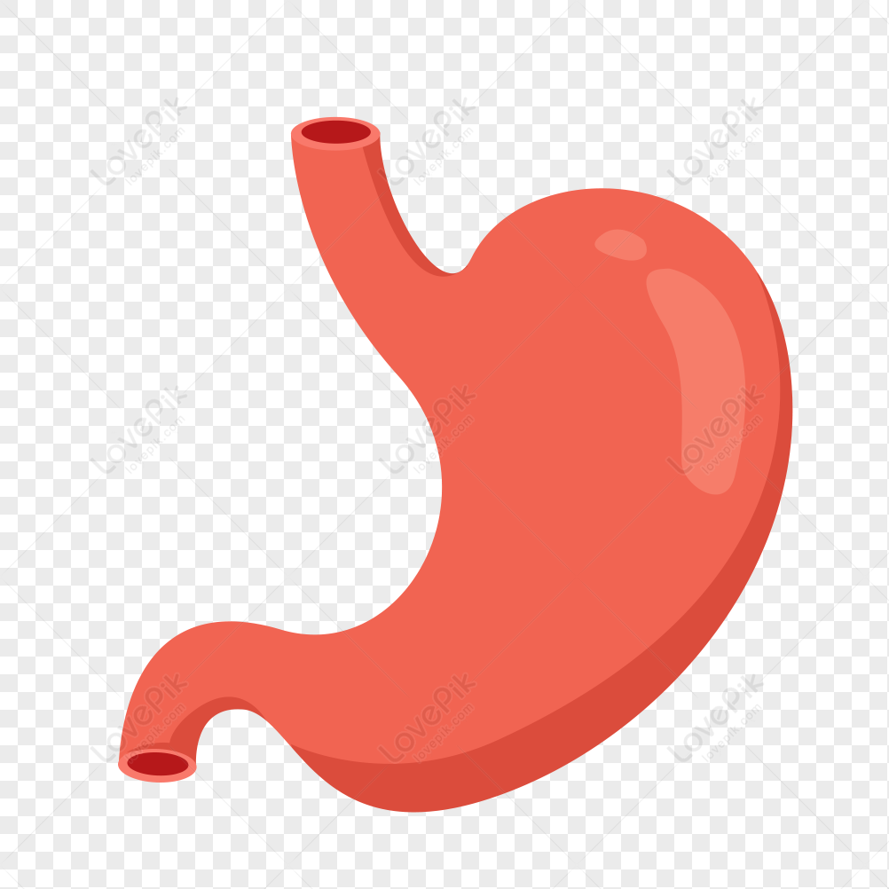 Illustration of a human stomach in red, showing esophagus entrance and duodenum exit on transparent background.