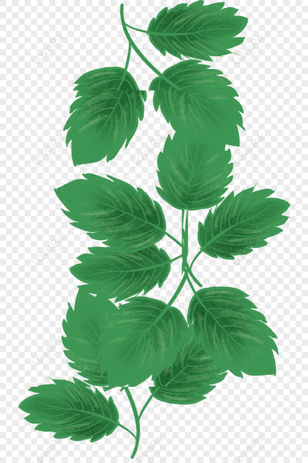Illustrated green mint plant with serrated leaves and branching stems on transparent background.