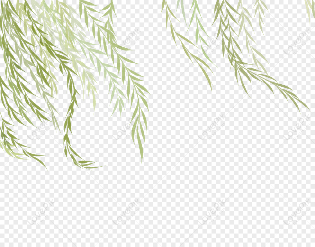 Delicate green willow branches hanging gracefully against a transparent background, evoking springtime serenity.