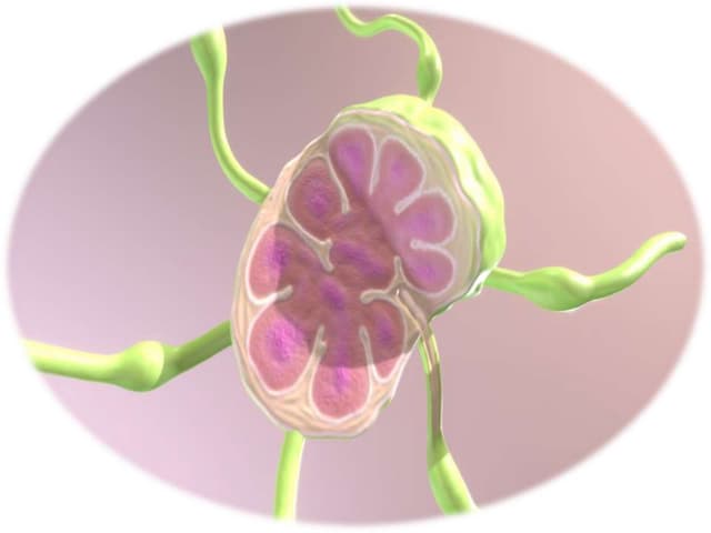 3D illustration of a plant cell showing chloroplasts, cytoplasm, and green filamentous structures resembling cytoskeleton or plasmodesmata.