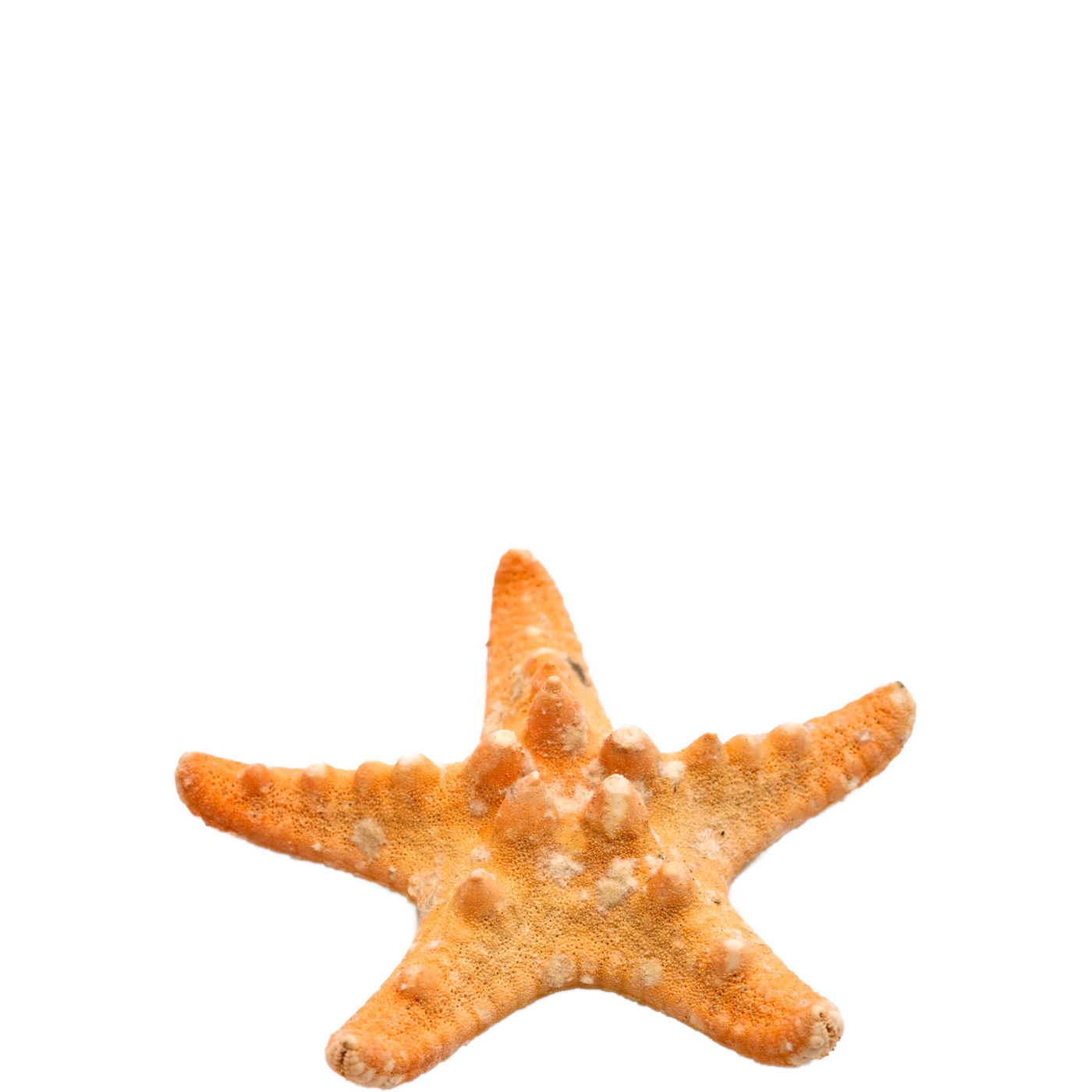 184-000-echinoderms-stock-photos-pictures-royalty-free-images