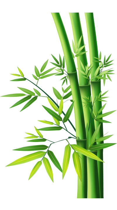 Vibrant green bamboo stalks with fresh leaves against a transparent background.
