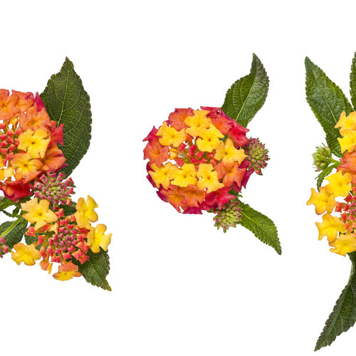 Vibrant lantana flower clusters with yellow, orange, and pink blooms and green leaves on white background.