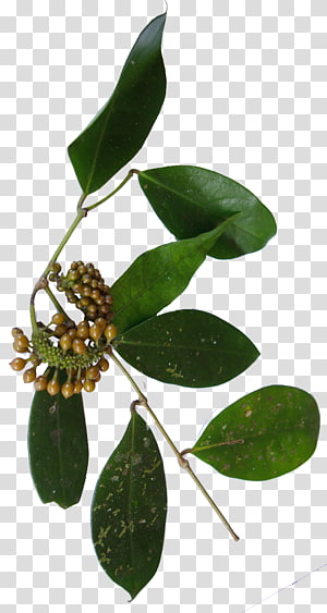 Close-up of a tropical vine with glossy green leaves and clusters of small yellow-orange berries.