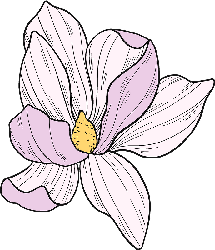 Hand-drawn magnolia flower with pale pink and white petals and a yellow stamen, outlined in black on teal background.