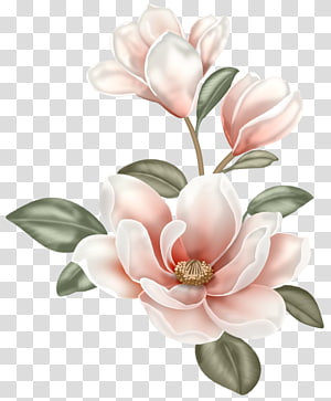 Delicate pink magnolia blossoms with soft petals and green leaves on transparent background.