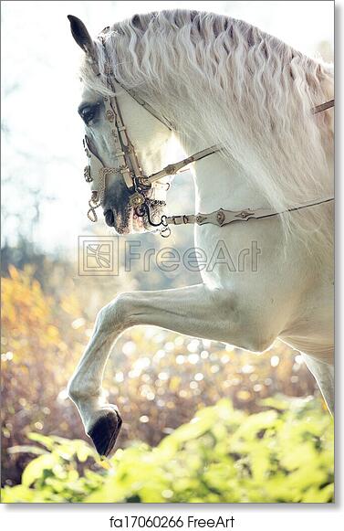 Elegant white horse rearing with ornate bridle, golden autumn foliage in soft-focus background.