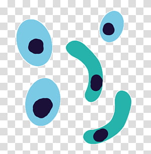 Stylized illustration of blue and teal oval cells with dark nuclei on transparent background.