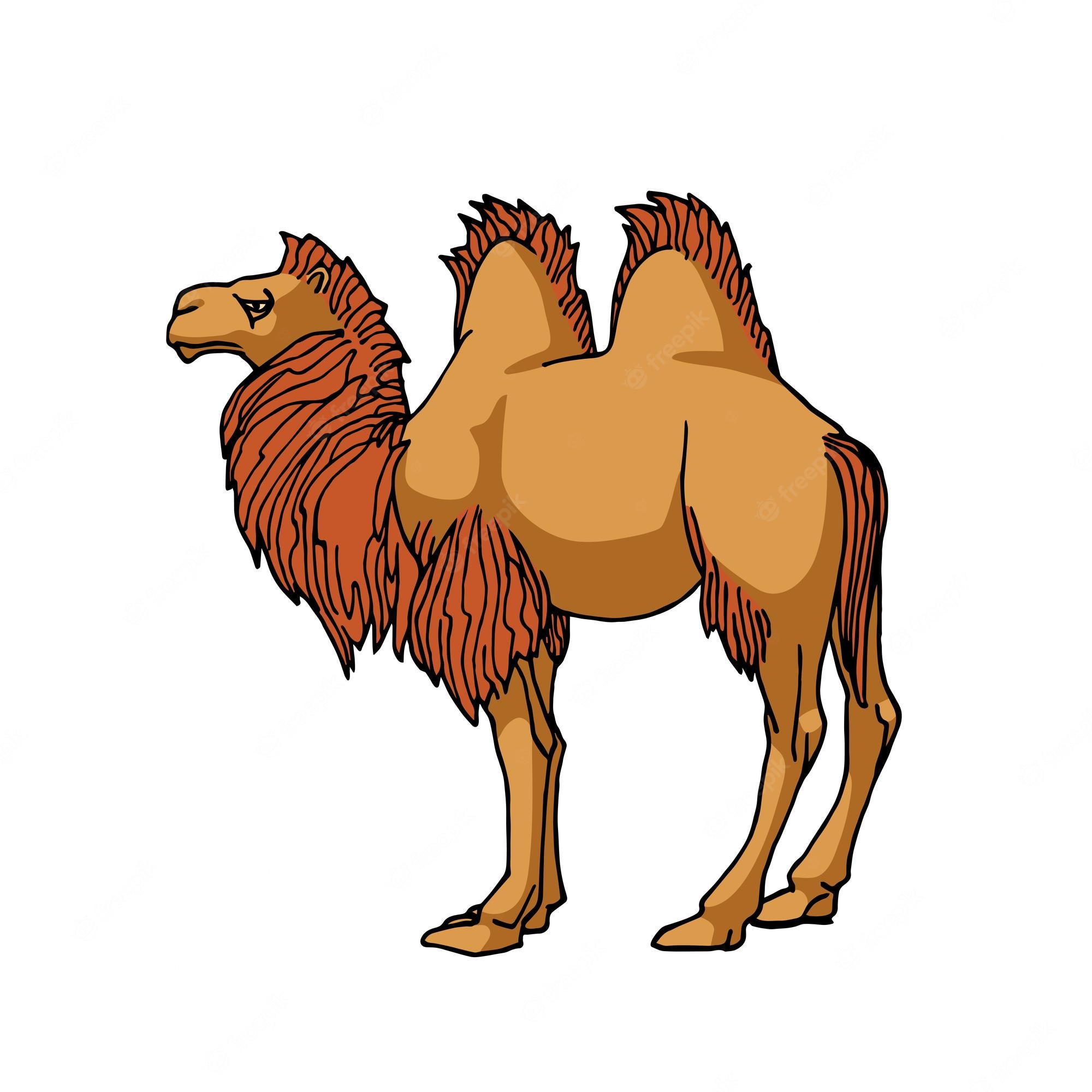 Camel Wool Stock Illustrations – 658 Camel Wool Stock - Clip Art Library