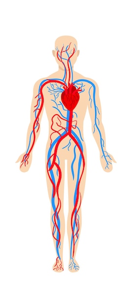 Circulatory Systems Clip Art Library