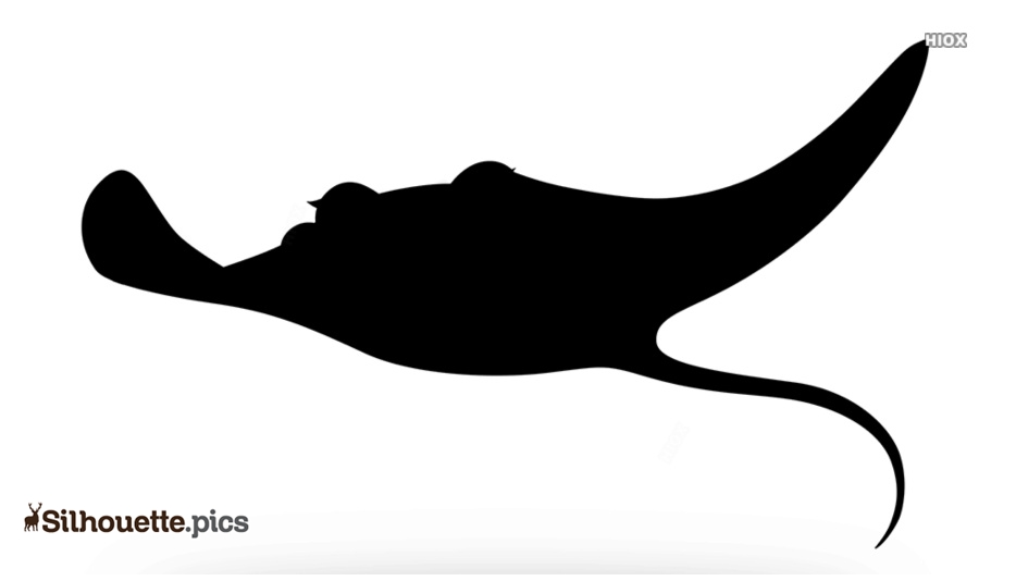 Myliobatoidei Manta ray , Common Stingray transparent background - Clip ...