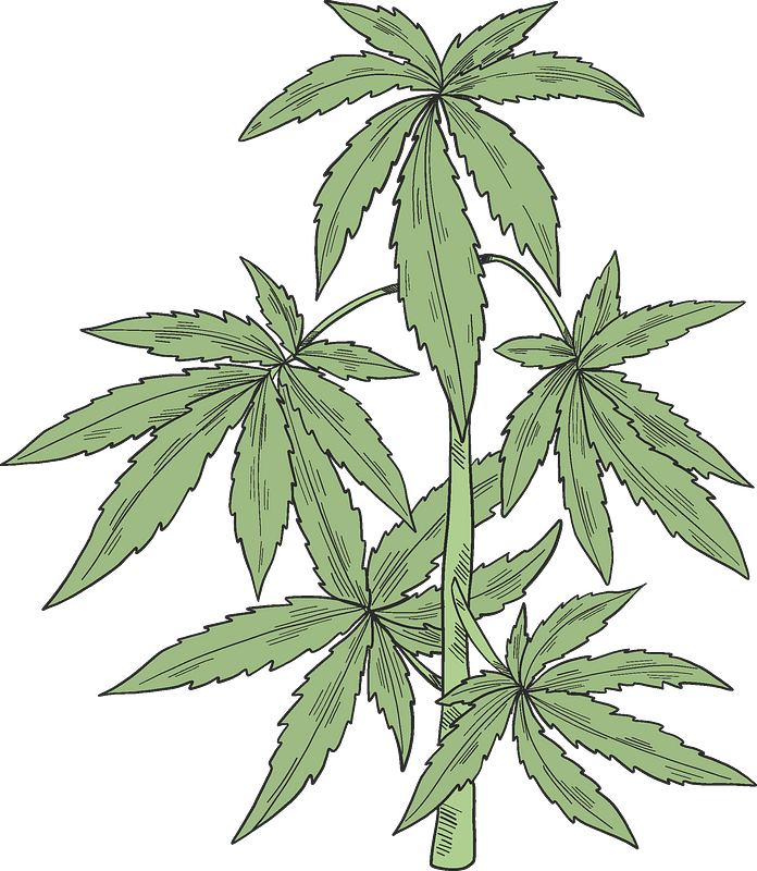 Free Hemp Cliparts, Download Free Hemp Cliparts png images, Free - Clip ...