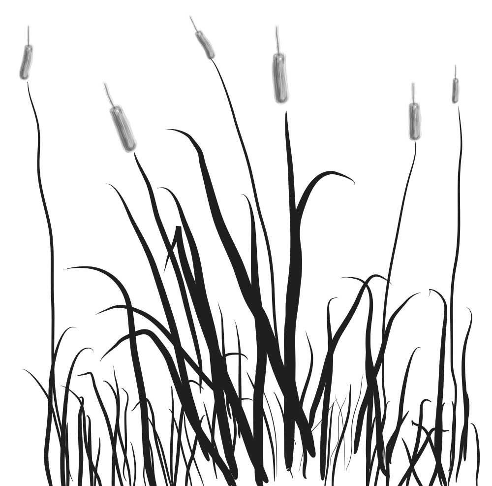 Silhouette of tall, wispy grass blades against a black background, evoking mystery and natural texture.