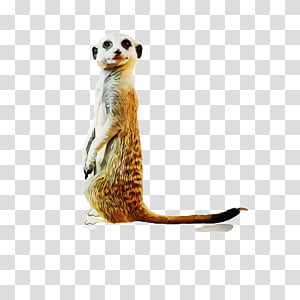Vector Illustration Of Cartoon Two Meerkats On White Background 