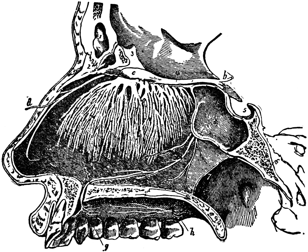 clip-art-library