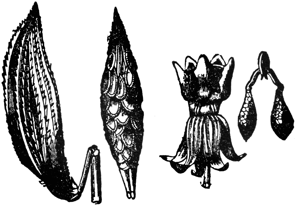 Botanical Illustration of Plant Reproductive Structures - Seed Pods, Flower, and Capsules