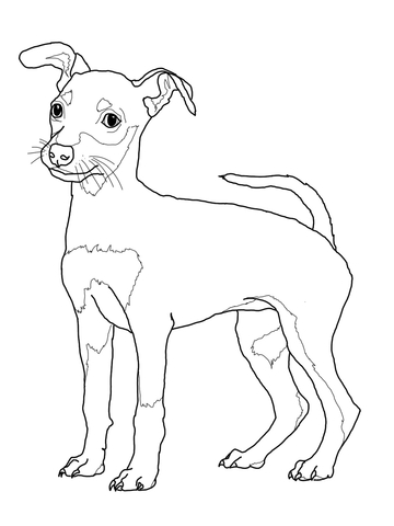 Line drawing of a small, alert dog with perked ears, expressive eyes, and a slender build, standing in profile.