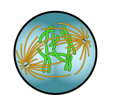 Diagram of a eukaryotic cell in metaphase of mitosis, showing condensed green chromosomes aligned at the equator and orange spindle fibers attached to centrosomes.