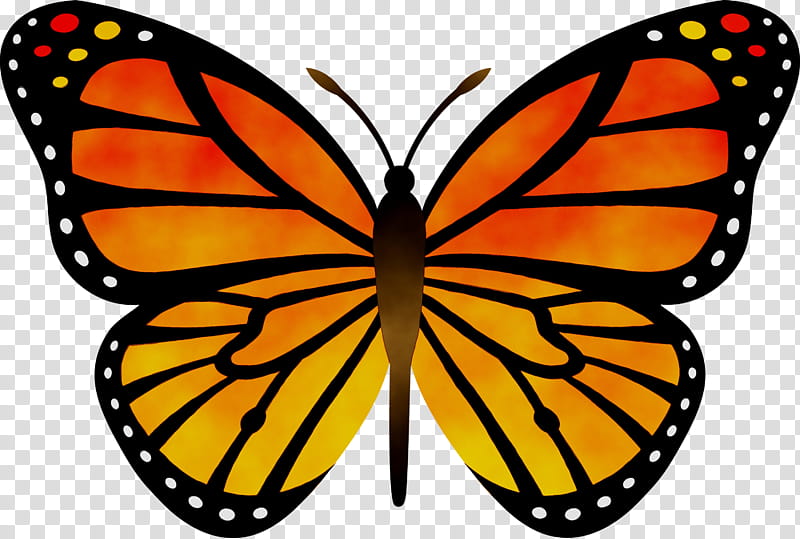 Vibrant orange and black monarch butterfly with white-spotted wing edges, illustrated in detailed silhouette style.