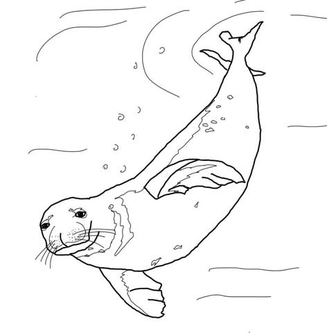 Line drawing of a seal swimming underwater with bubbles and motion lines.