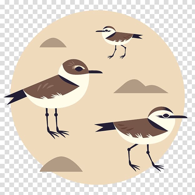 Plover Bird Illustration - Coastal Shorebird Art for Nature Websites