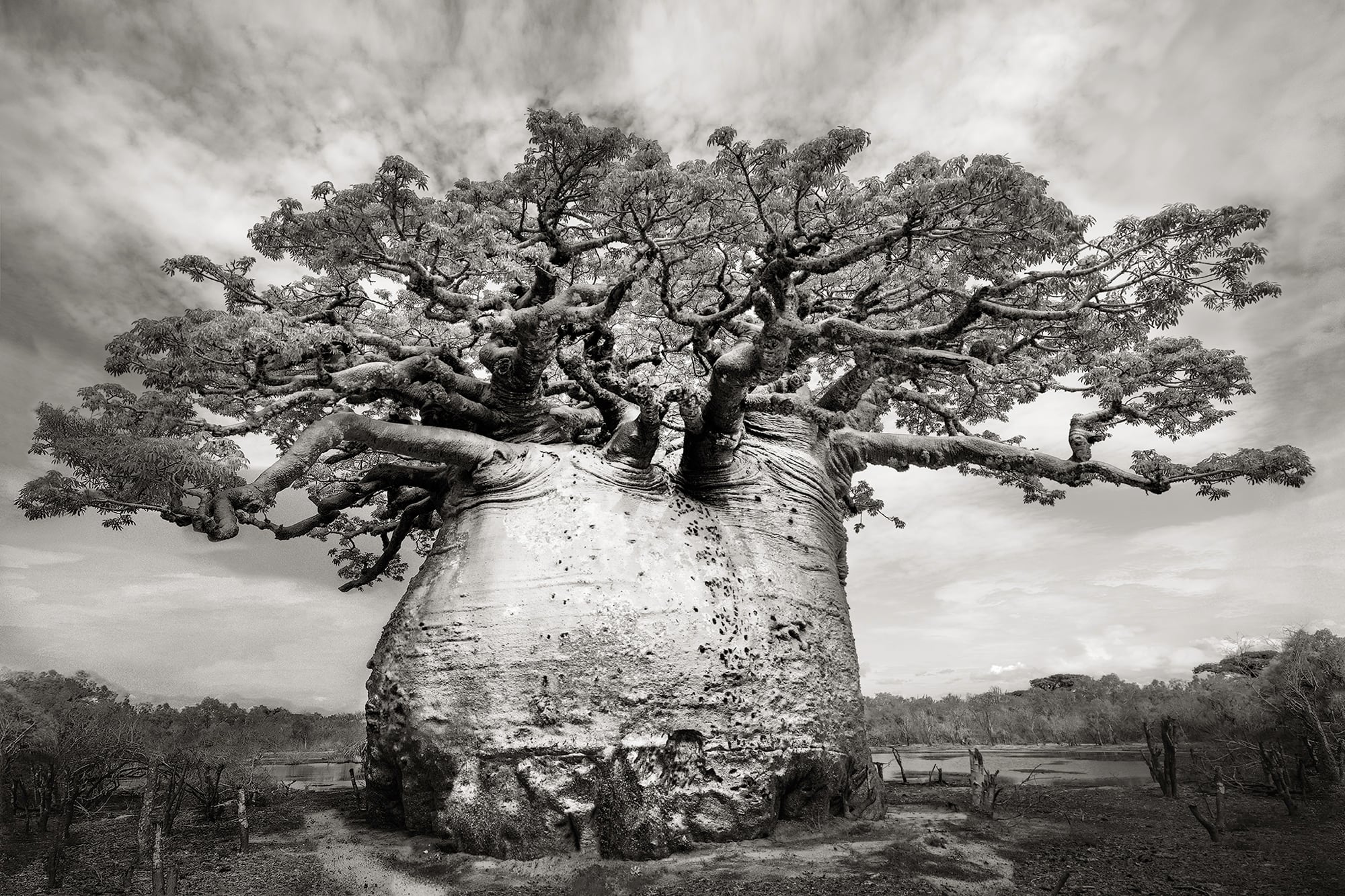 Baobab Stock Illustration - Download Image Now - Africa, Baobab - Clip ...